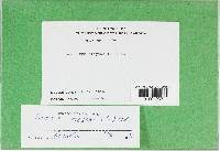 Lenzites elegans image
