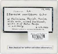 Stereum striatum image
