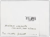 Anellaria semiovata image