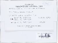 Floccularia albolanaripes image