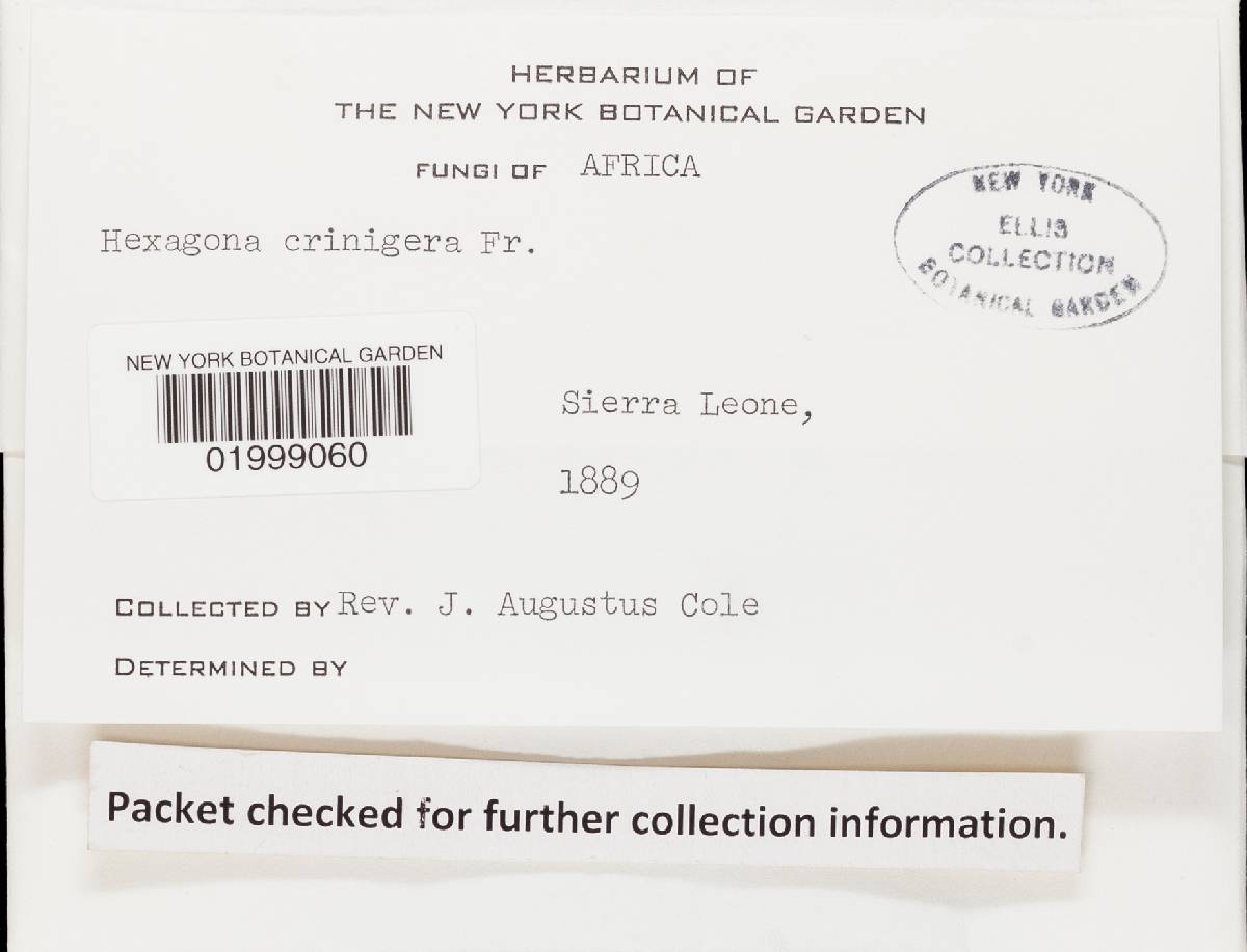 Hexagonia crinigera image