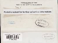 Hexagonia hydnoides image