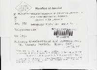 Hexagonia hydnoides image
