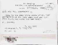 Irpex lacteus image