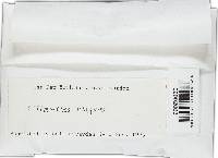 Lenzites elegans image