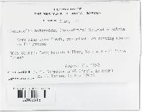 Tomentella ferruginea image