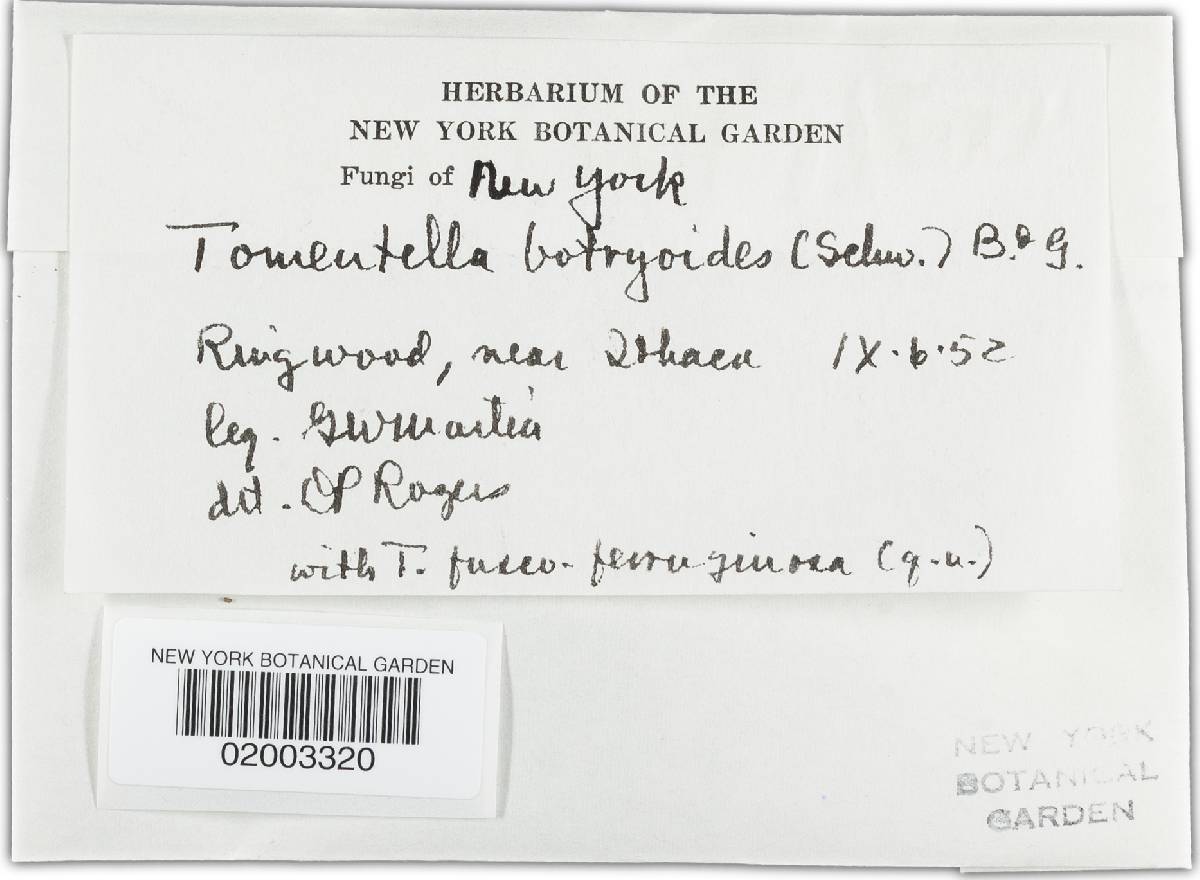 Tomentella ferruginea image