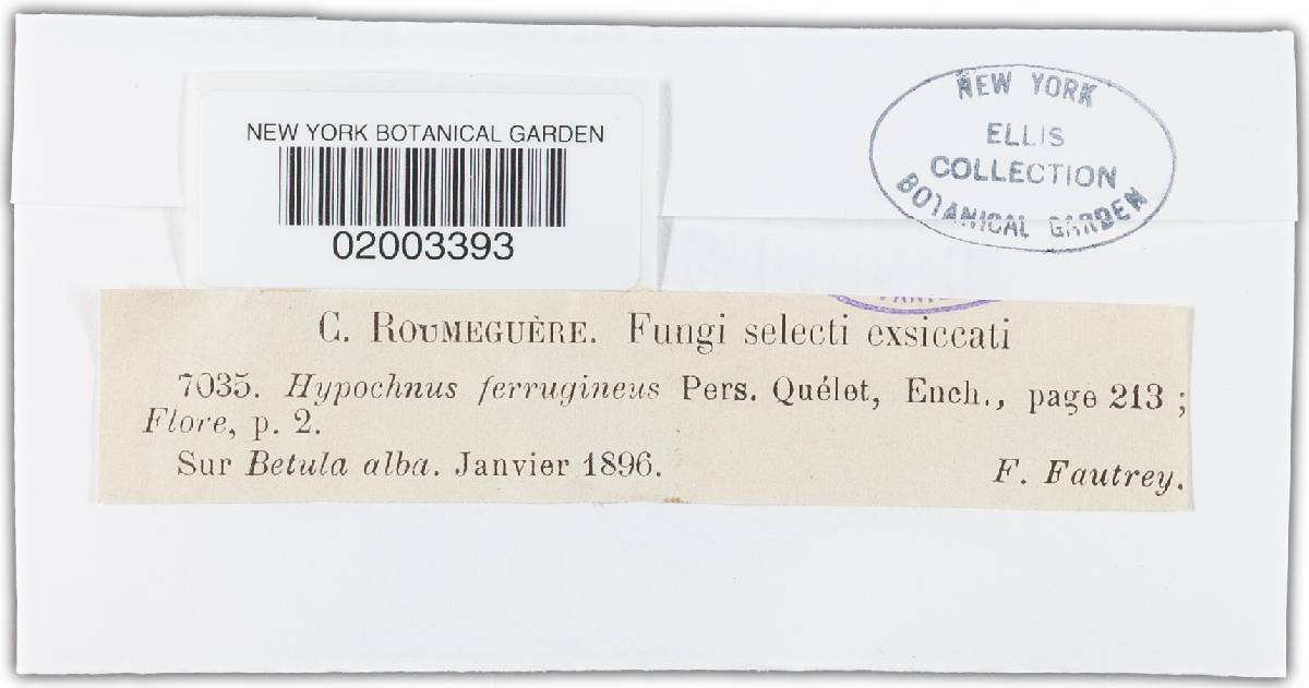 Tomentella ferruginea image
