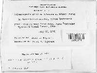 Veluticeps abietina image