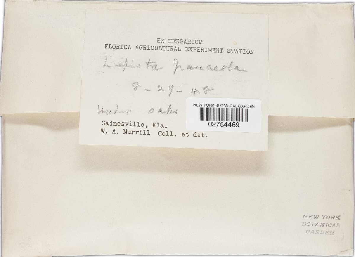Lepista panaeolus image