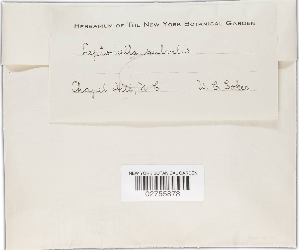 Leptoniella subvilis image