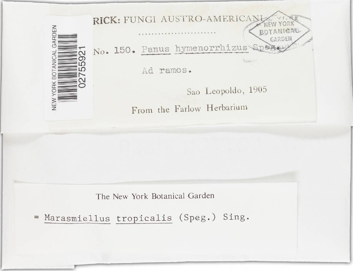 Marasmiellus tropicalis image