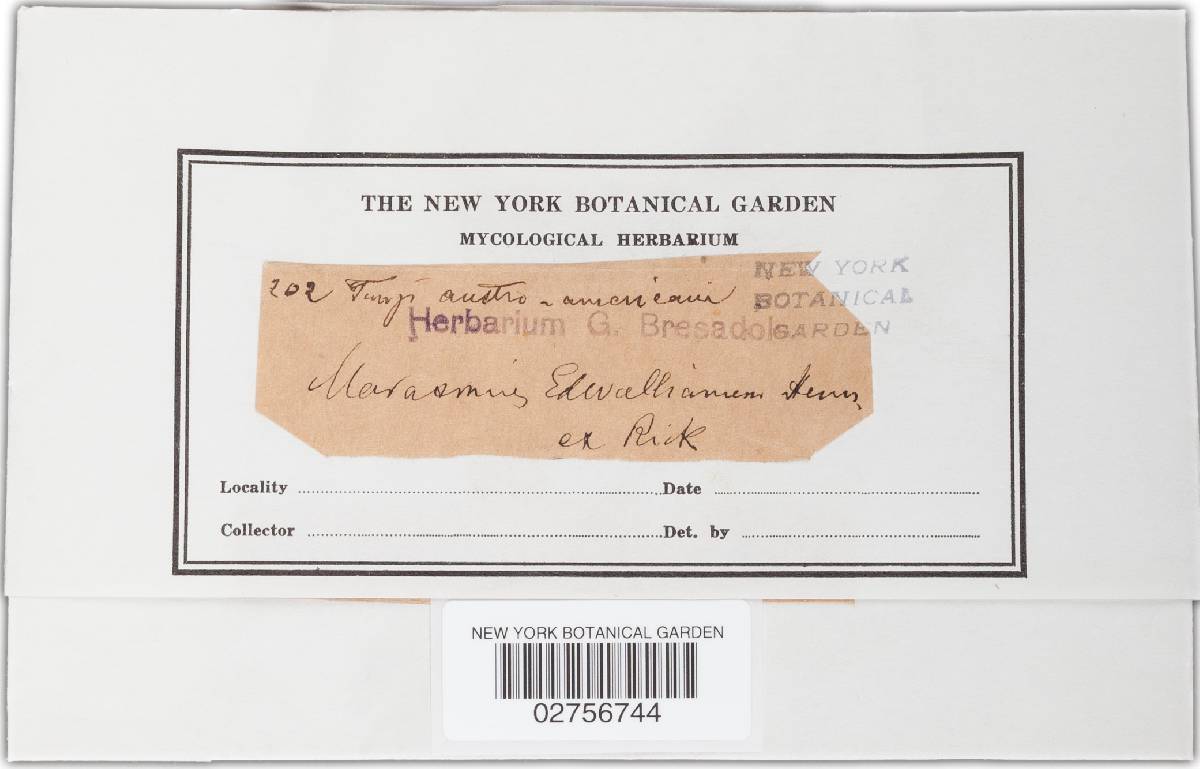 Marasmius edwallianus image