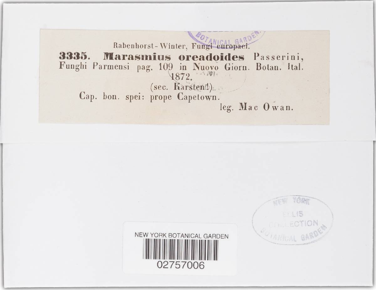 Gymnopus oreadoides image