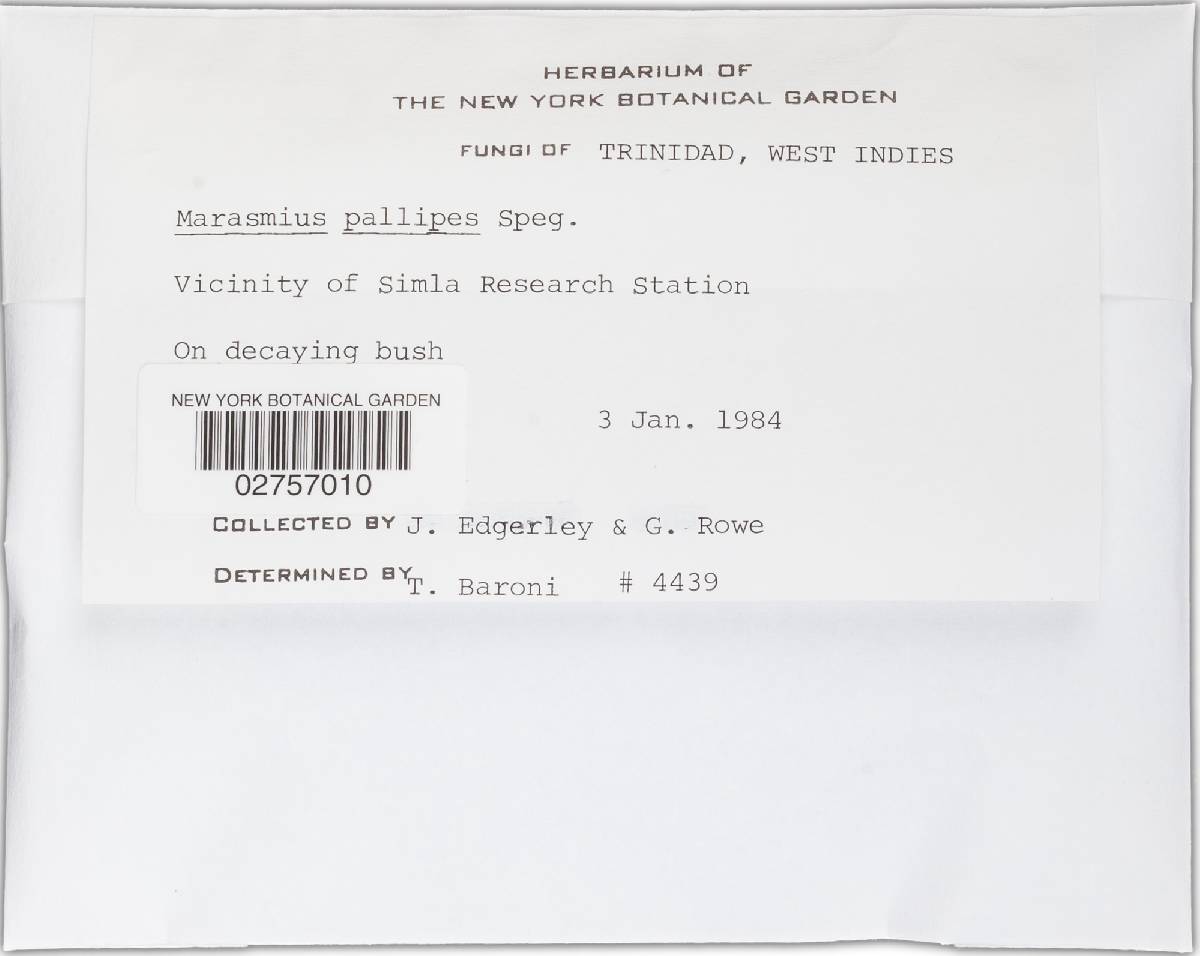 Marasmius pallipes image