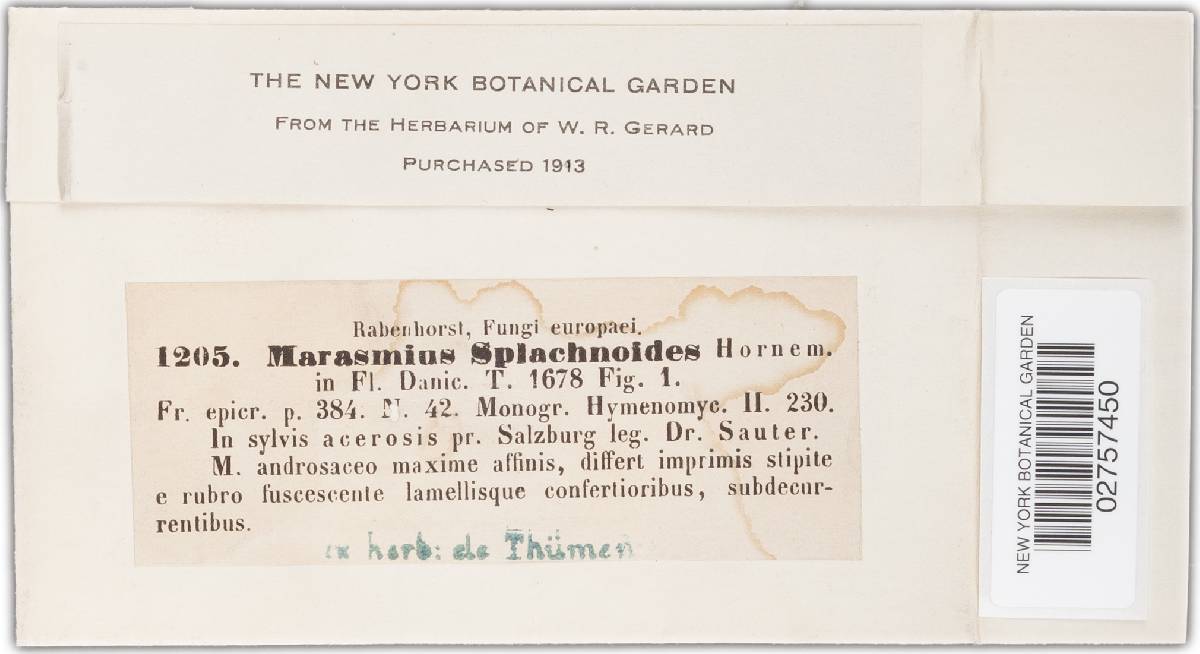 Marasmius splachnoides image