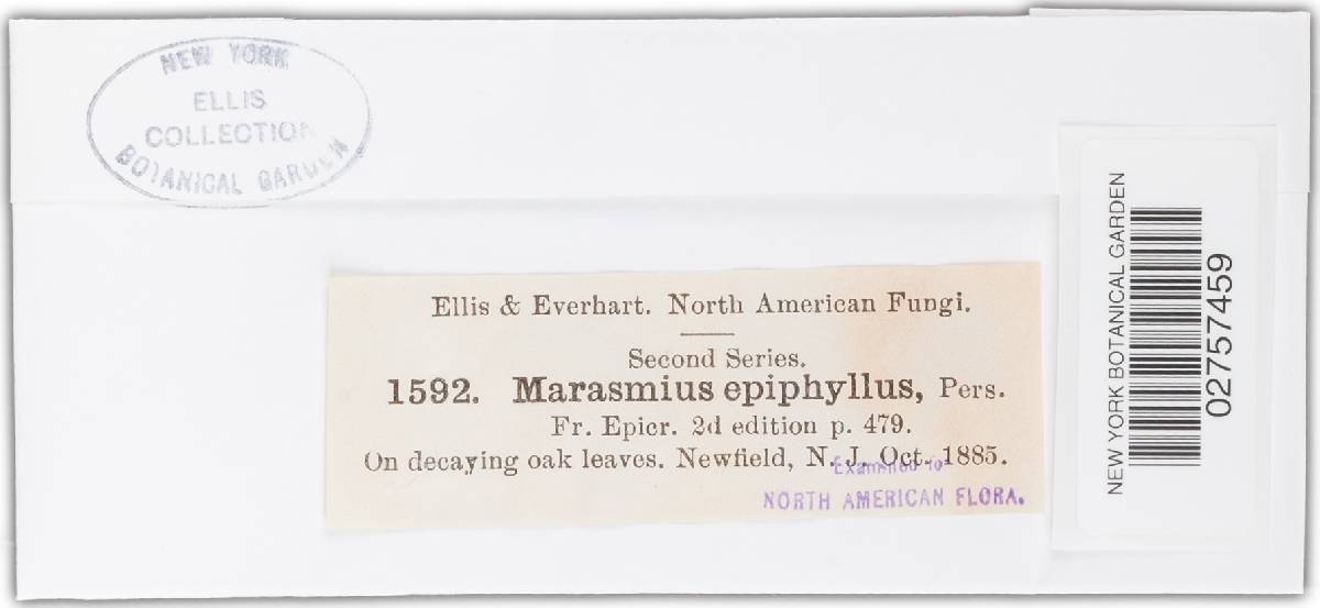 Marasmius epiphylloides image