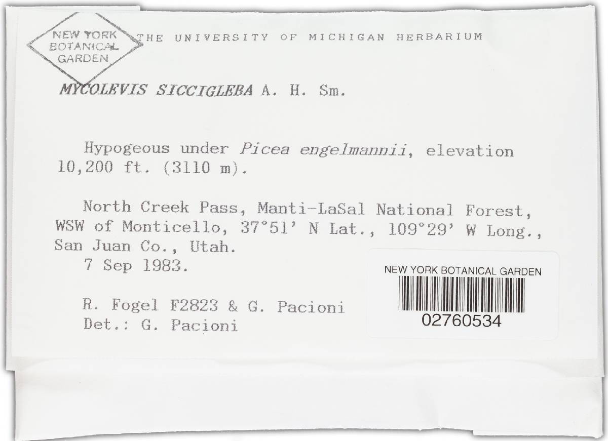 Mycolevis siccigleba image