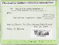 Phellorinia herculeana image