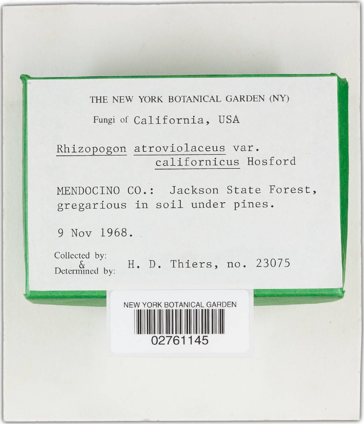 Rhizopogon atroviolaceus image