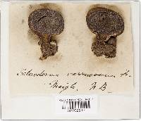 Scleroderma verrucosum image