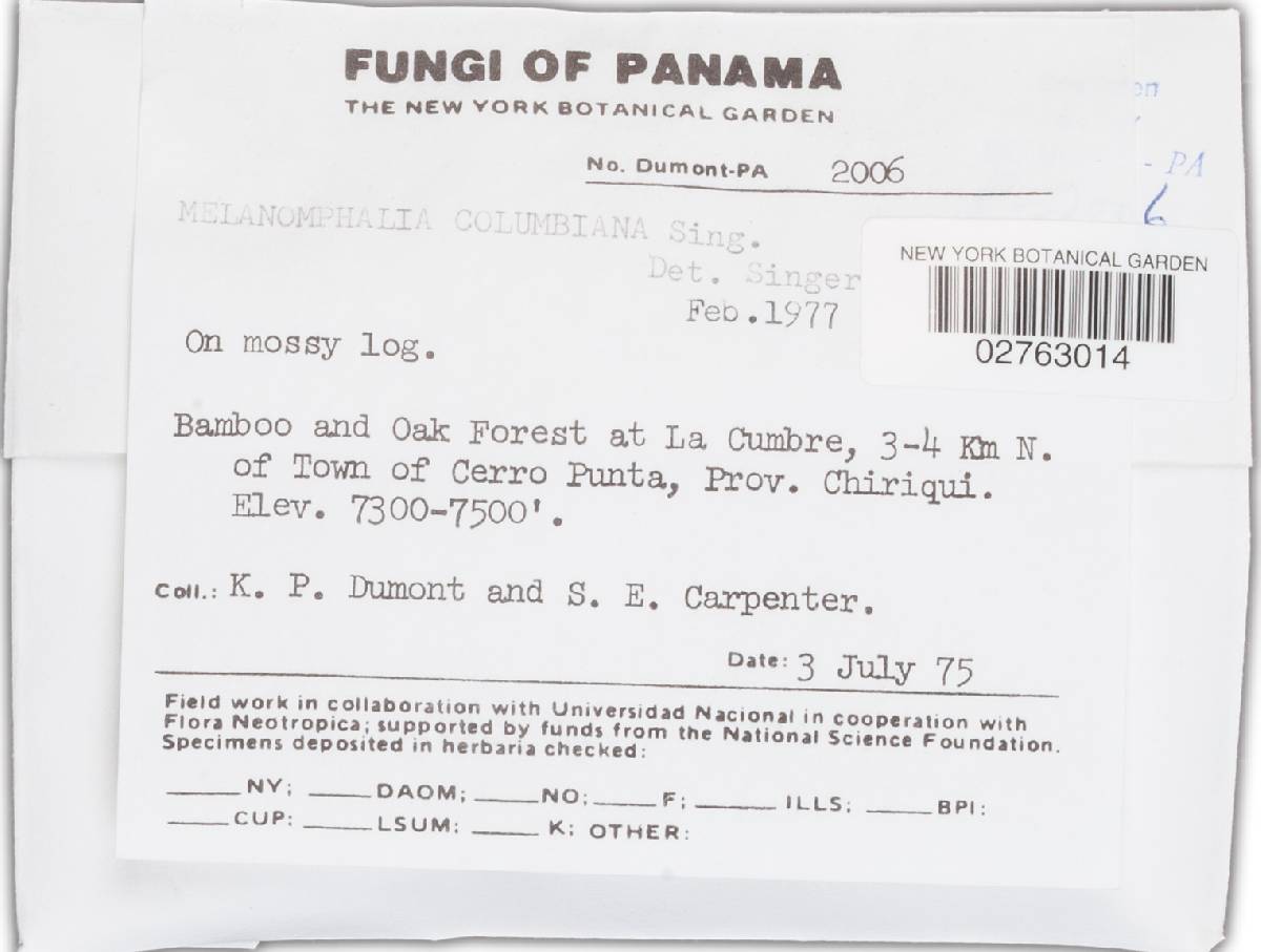 Melanomphalia columbiana image