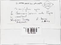 Melanophyllum eyrei image