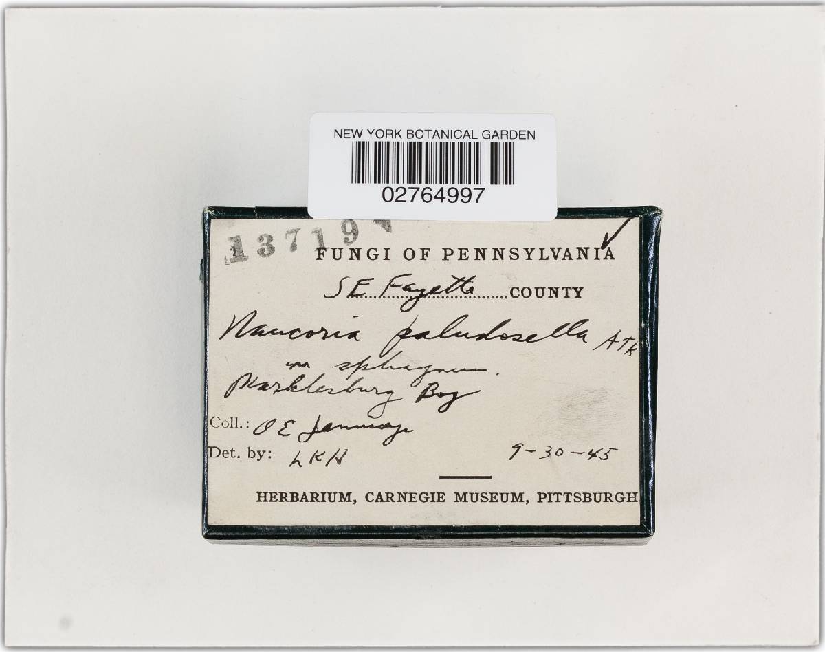 Naucoria paludosella image