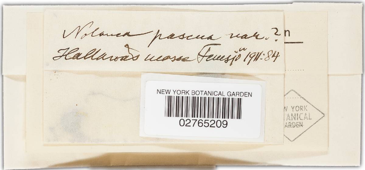 Entoloma pascuum image