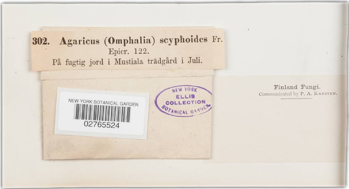 Omphalina scyphoides image