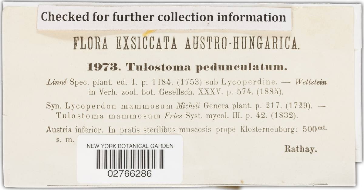 Tulostoma pedunculatum image