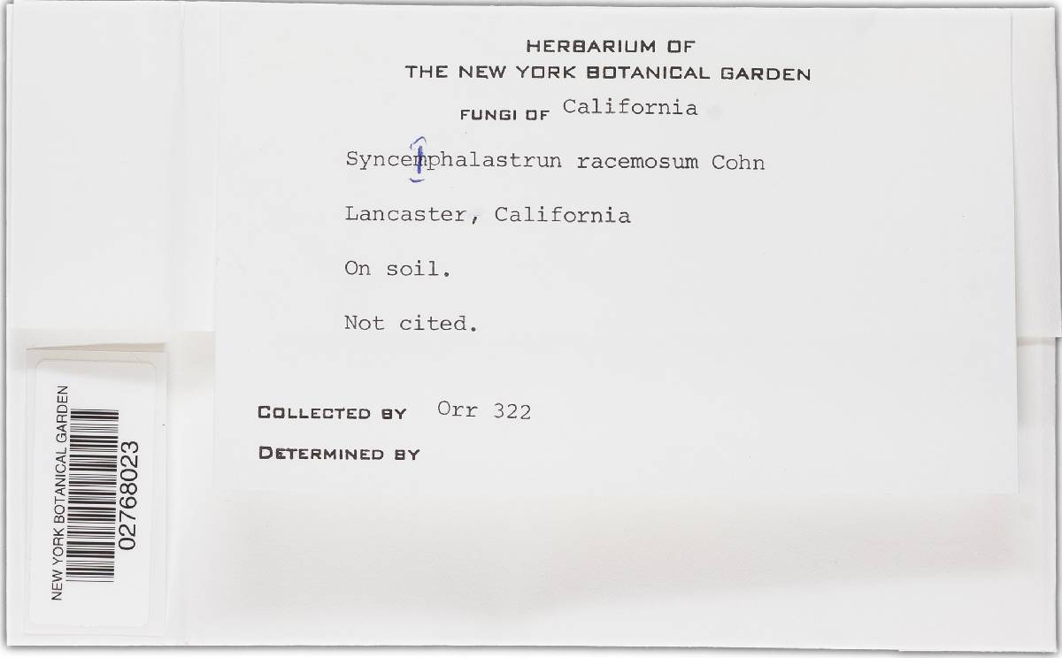 Syncephalastrum racemosum image
