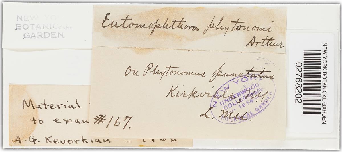 Entomophthora phytonomi image