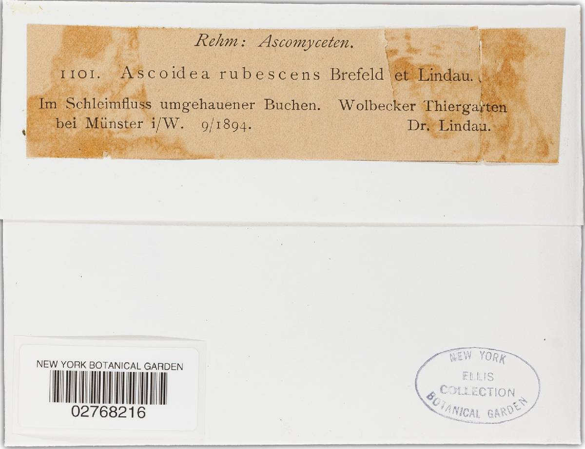 Ascoidea image