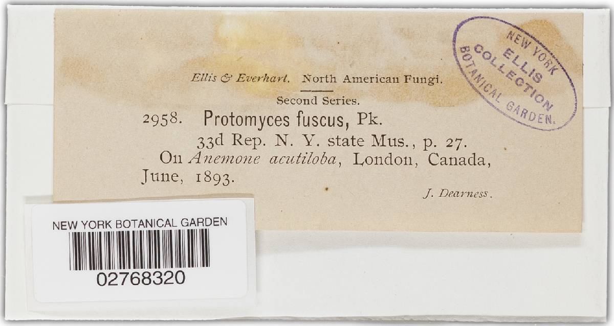 Protomyces fuscus image