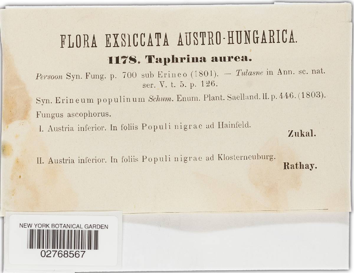 Taphrina populina image