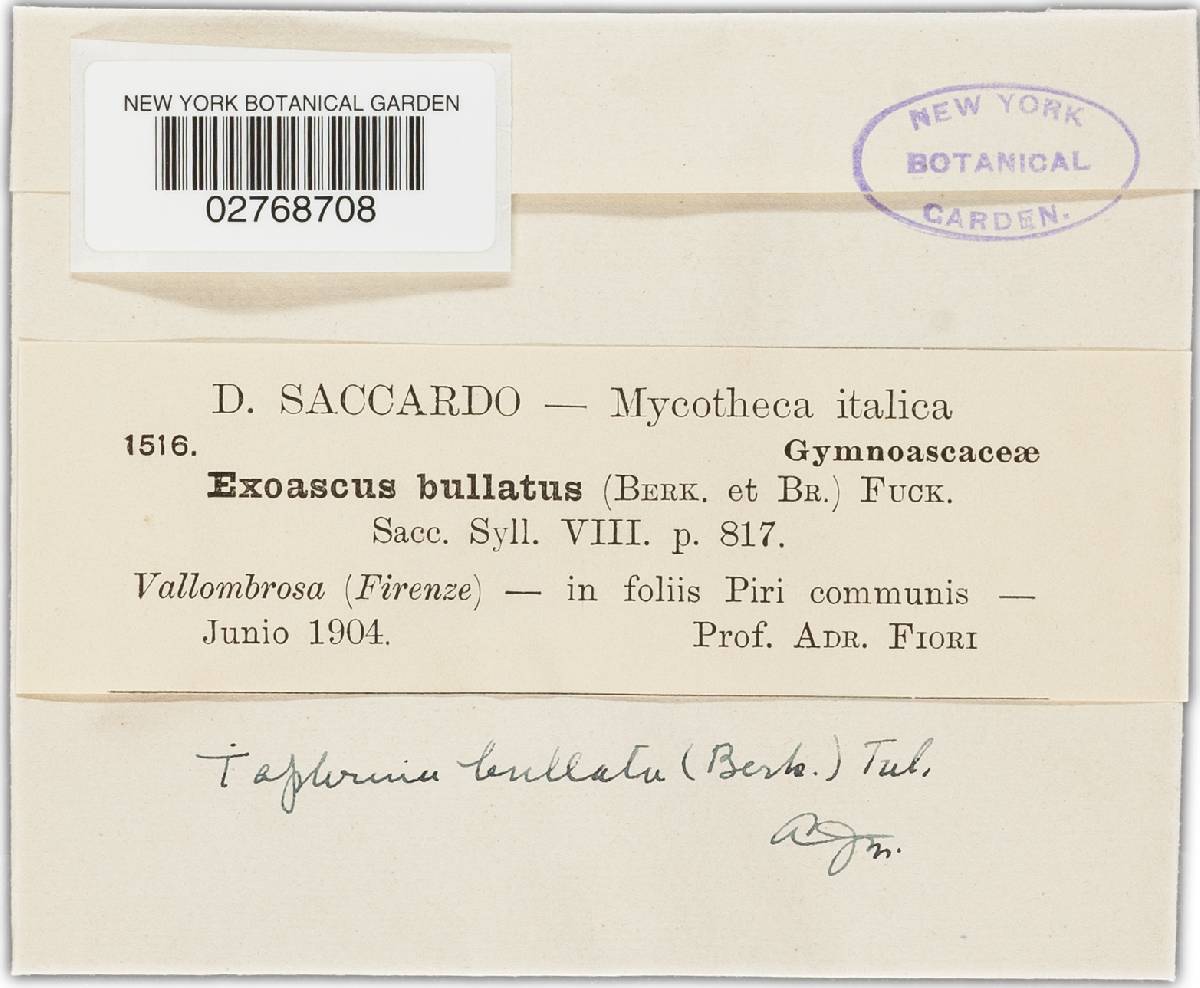 Taphrina bullata image
