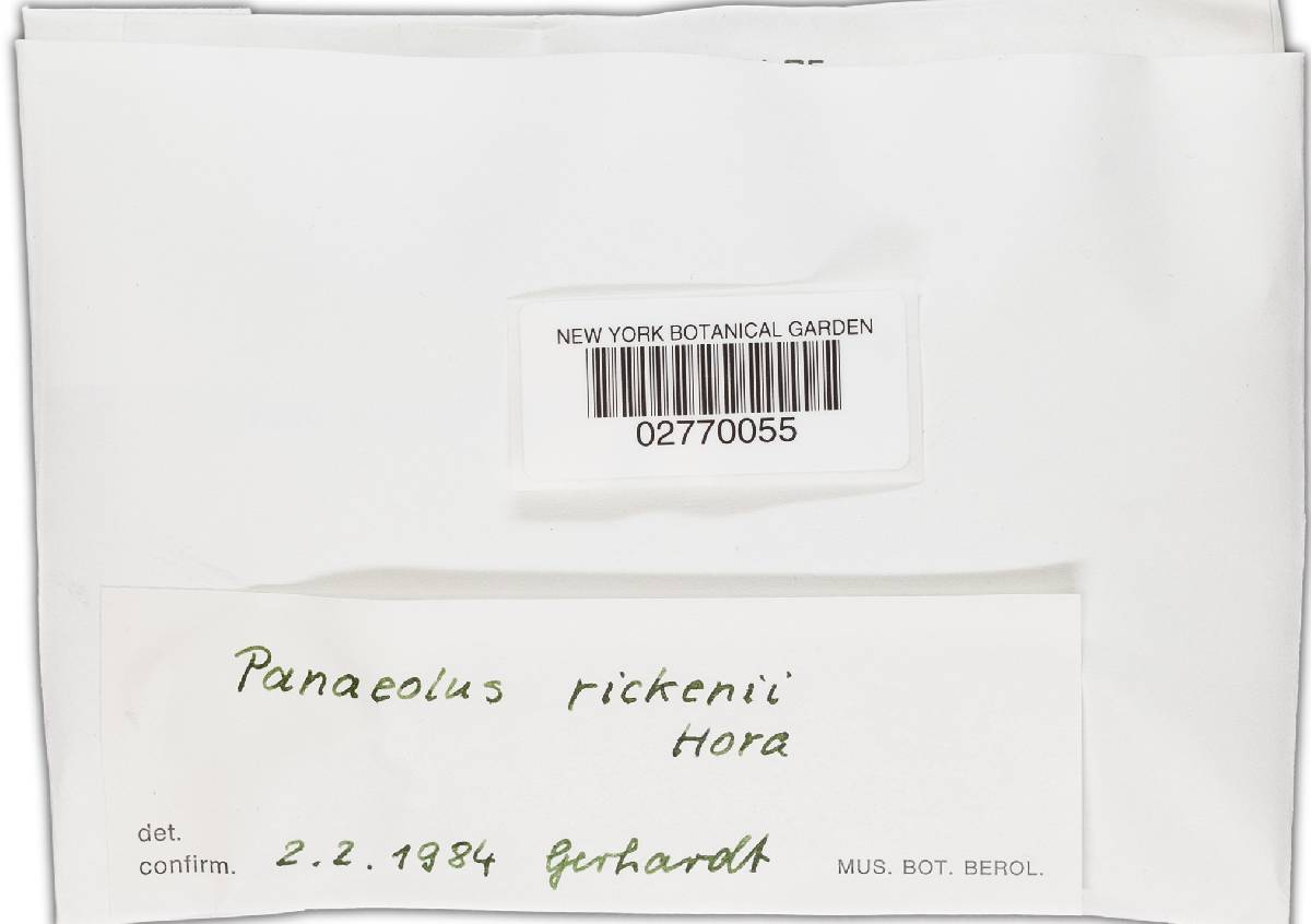Panaeolus rickenii image