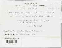 Albugo candida image