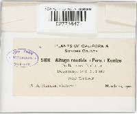 Albugo candida image
