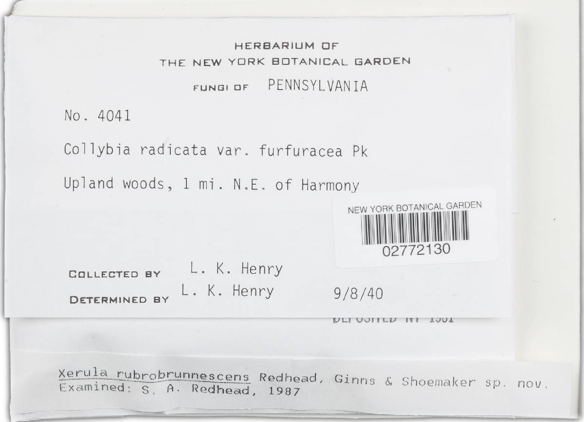 Xerula rubrobrunnescens image