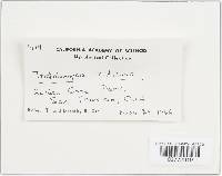 Tricholomopsis rutilans image
