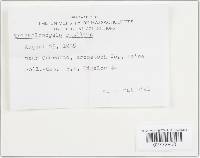Tricholomopsis rutilans image