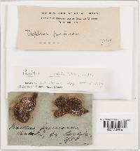 Paxillus involutus image