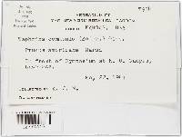 Taphrina communis image