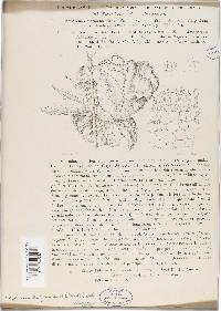 Taphrina deformans image