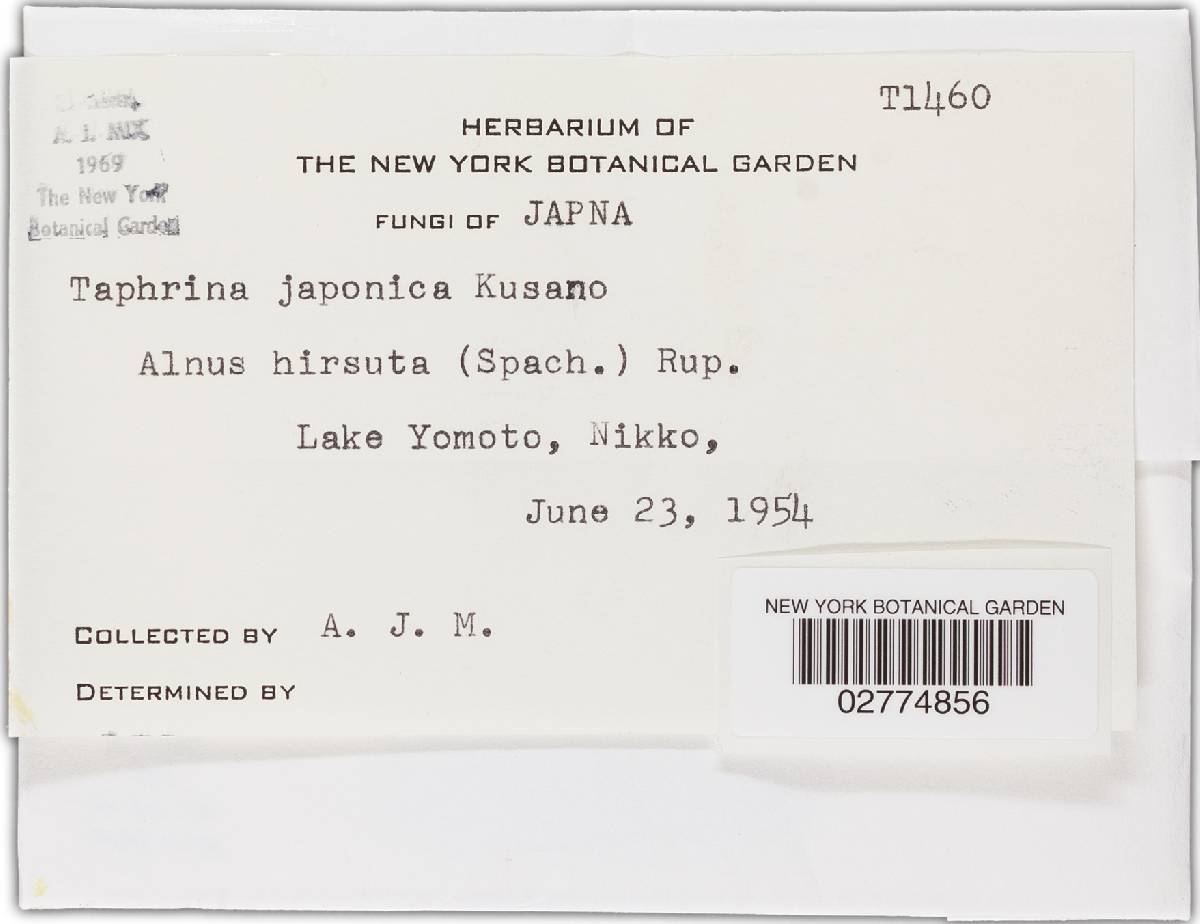 Taphrina japonica image
