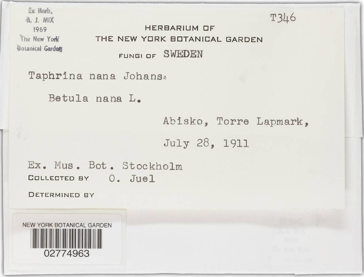 Taphrina nana image