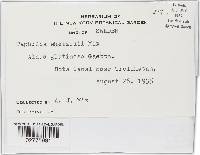 Taphrina whetzelii image