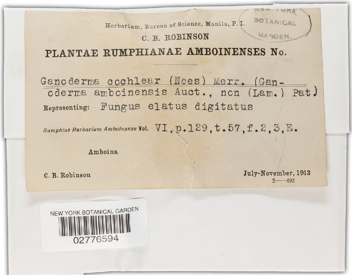 Ganoderma cochlear f. cochlear image